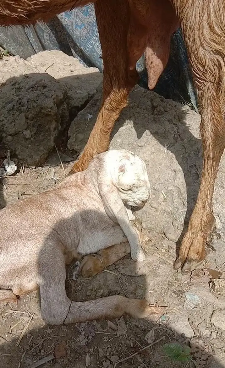sheri with 1 day male and female — photo 2