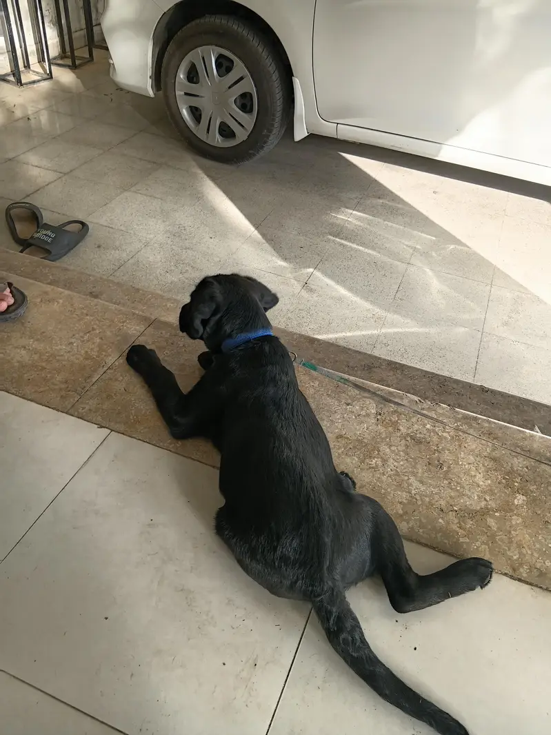 Excellent Black Labrador Puppy — photo 5