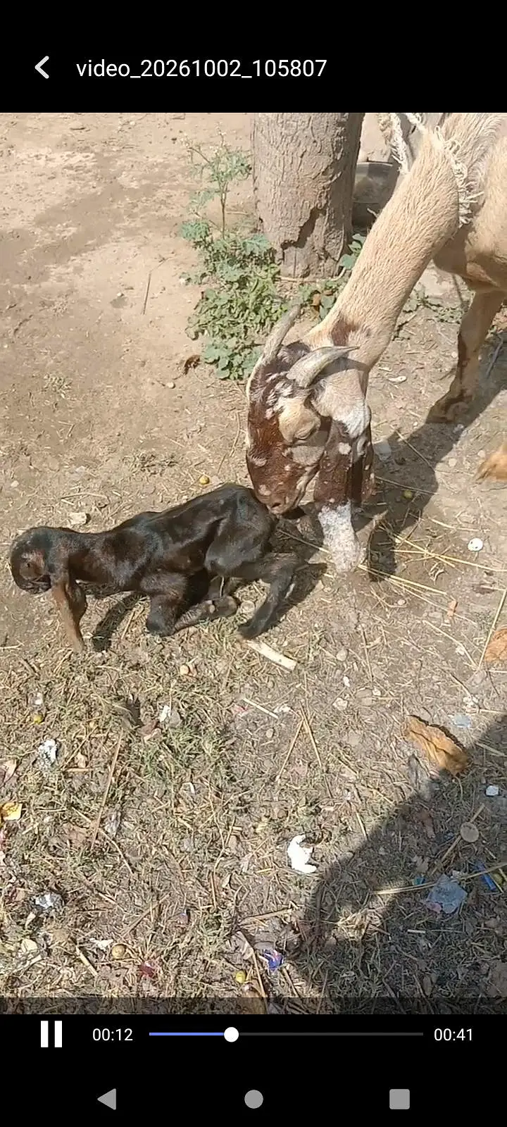 sheri with 1 day male and female — photo 3