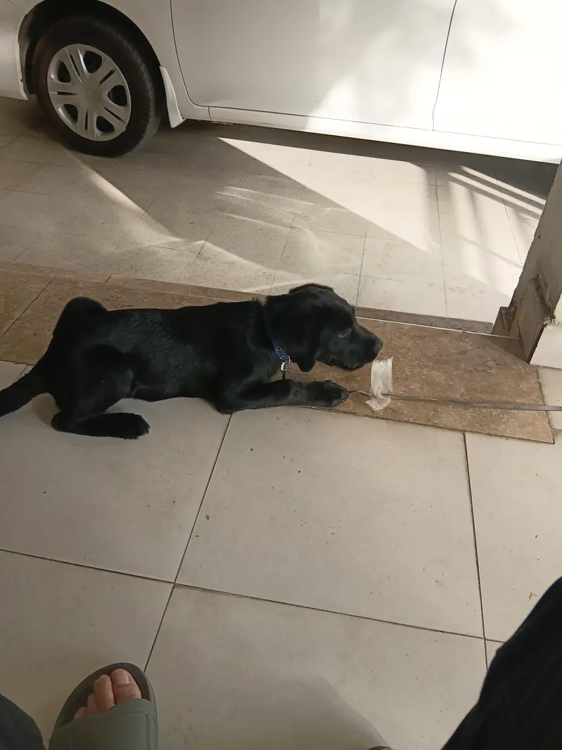 Excellent Black Labrador Puppy — photo 6