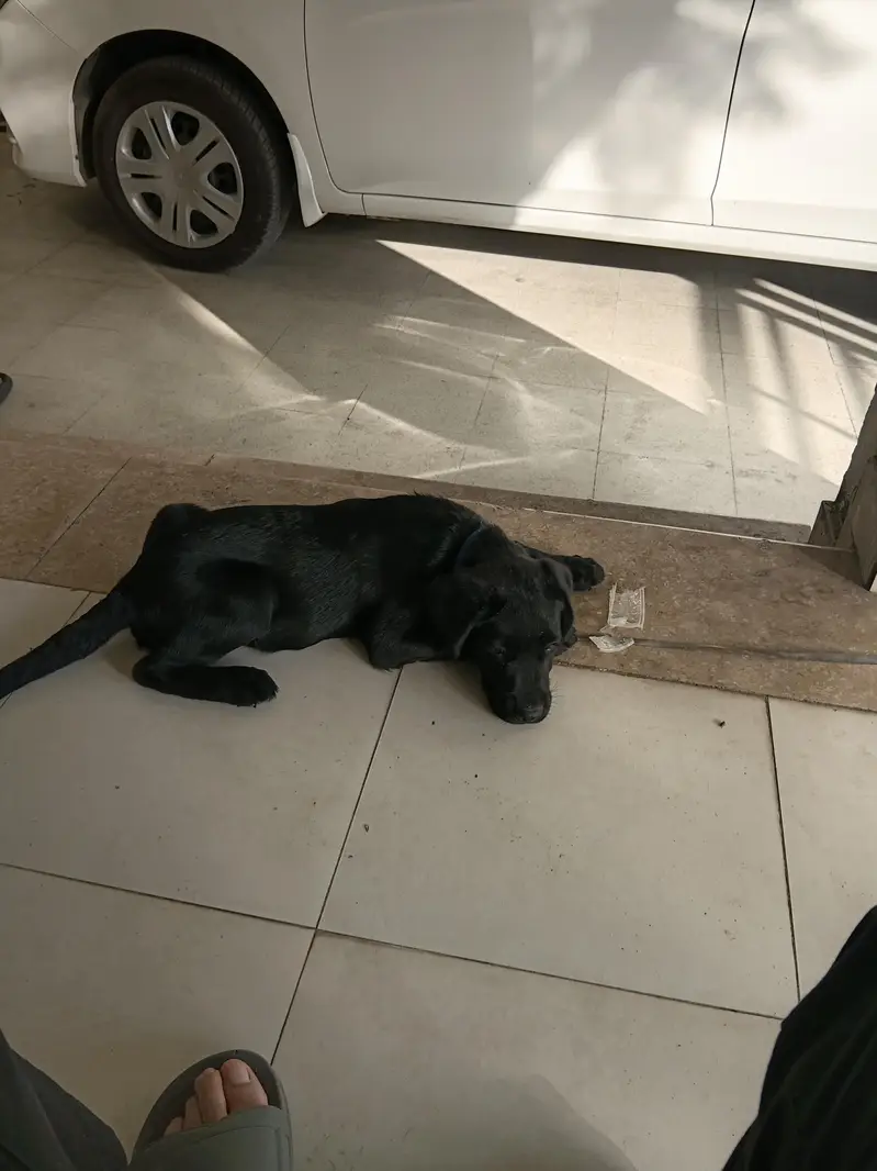 Excellent Black Labrador Puppy — photo 7