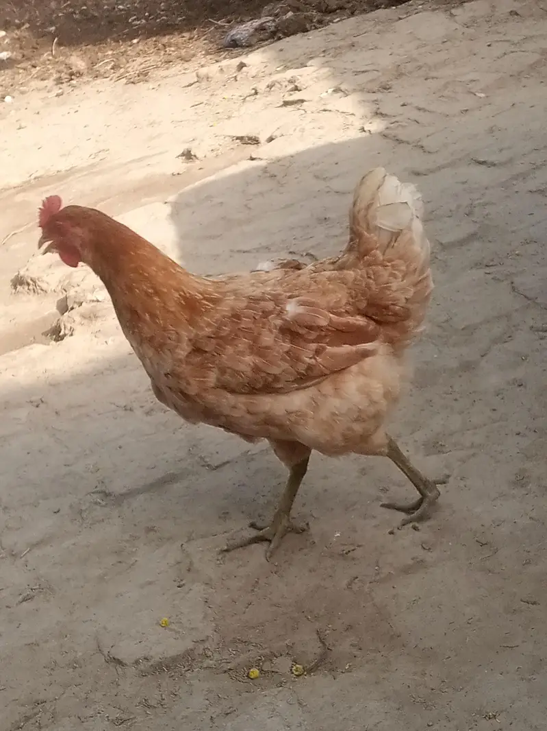 golden mishri hen for sale — photo 3