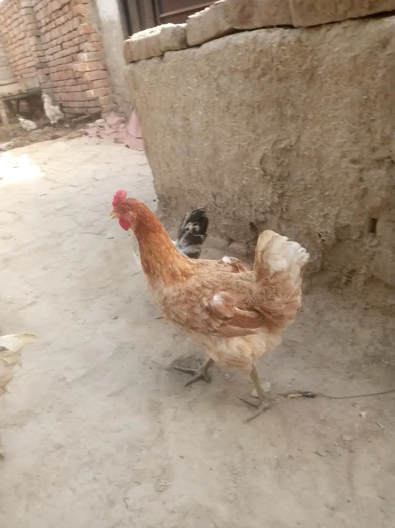golden mishri hen for sale — photo 4