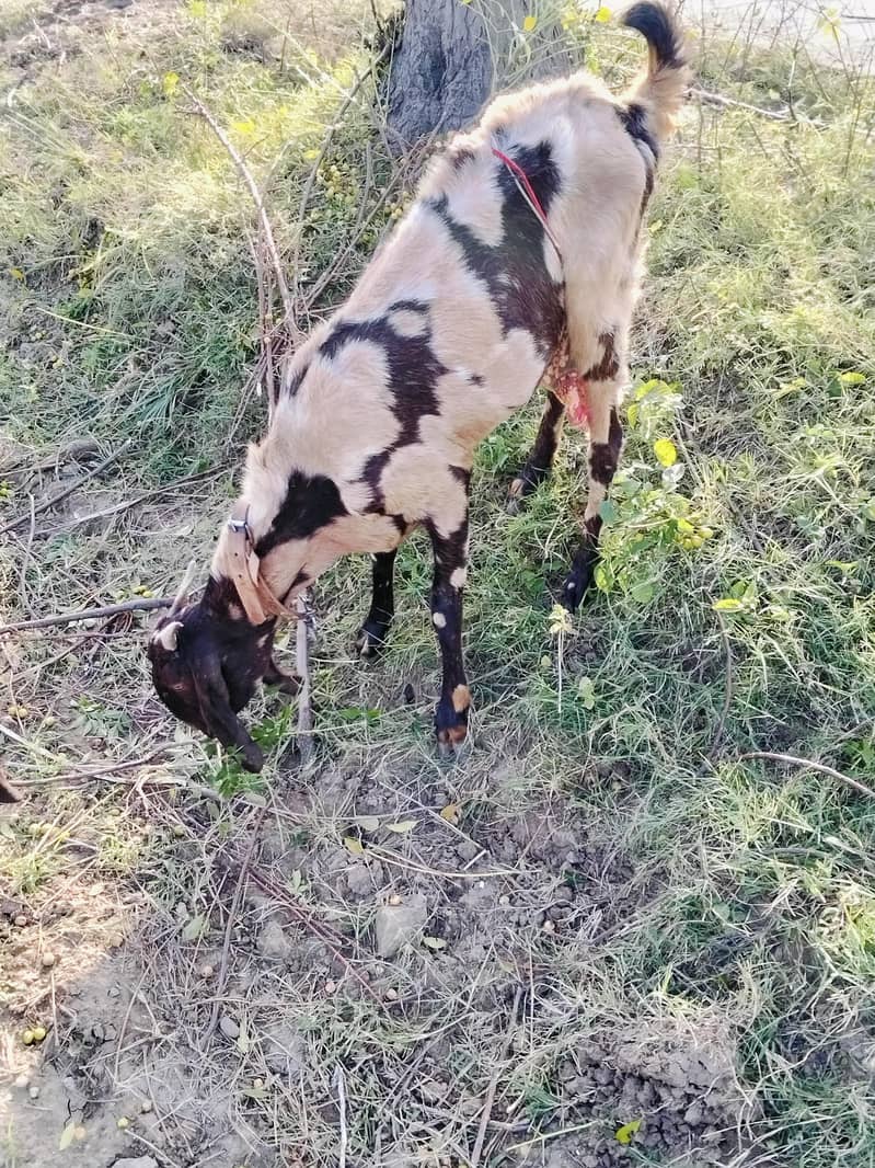 Goats 1
