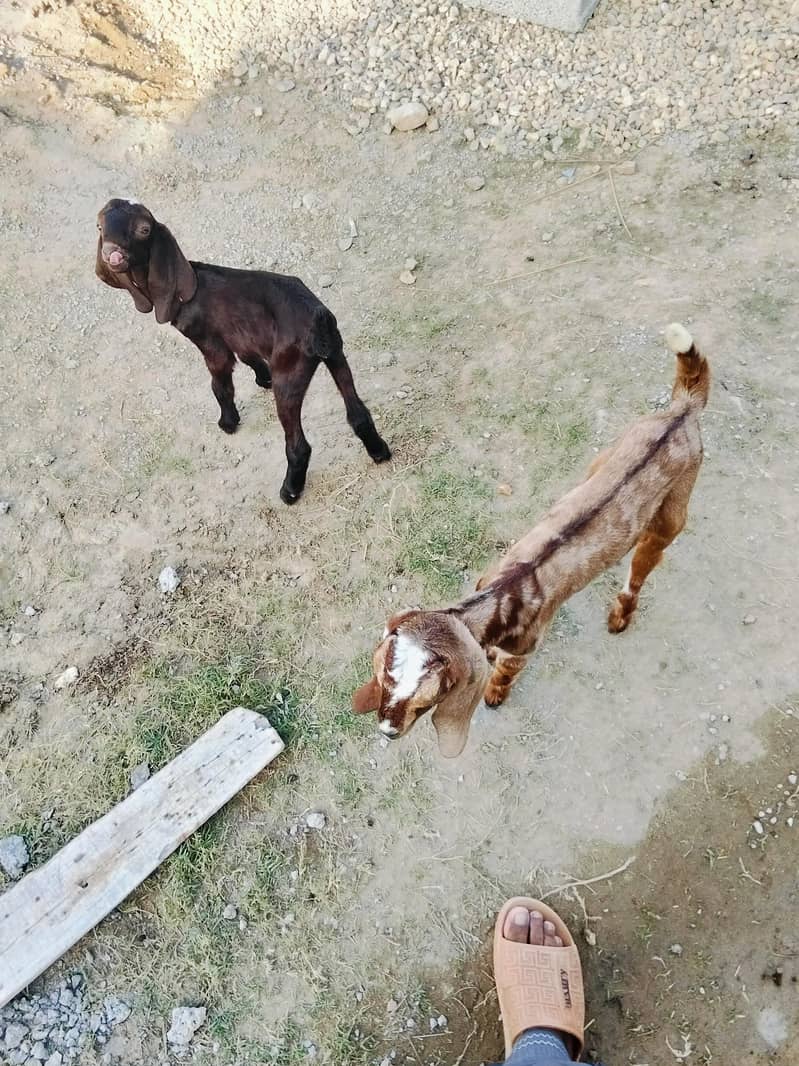 Goats 2