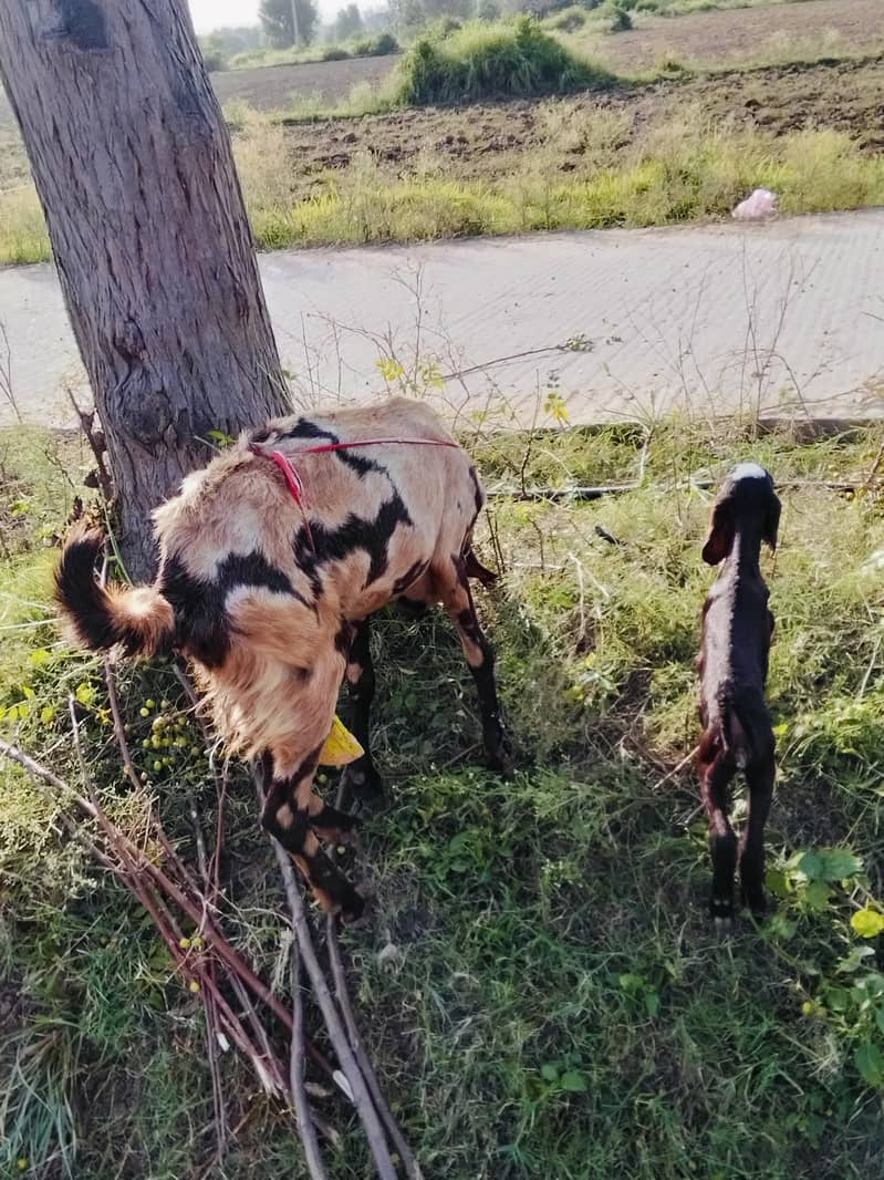 Goats 3