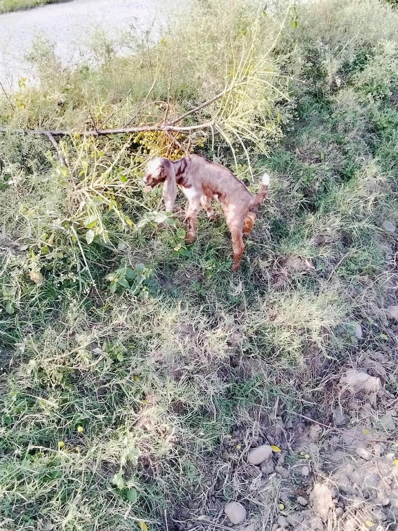 Goats 4