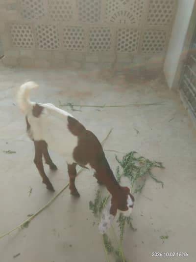 mashallah bohot pyara pair hai price 65 final contact 03312950734
