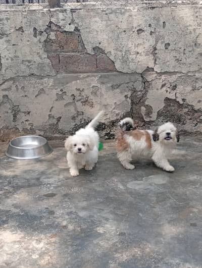 Shihtzu female  puppies available for sale