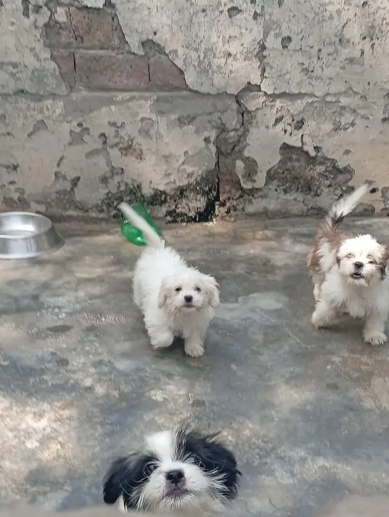 Shihtzu female  puppies available for sale — photo 2