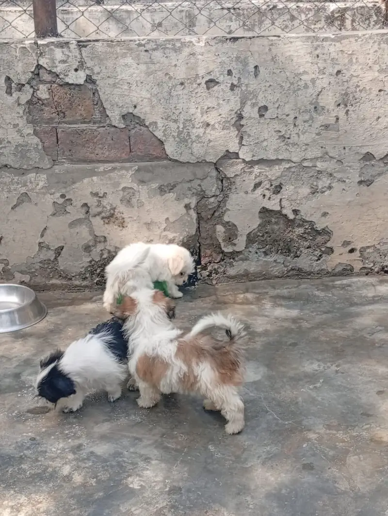 Shihtzu female  puppies available for sale — photo 3