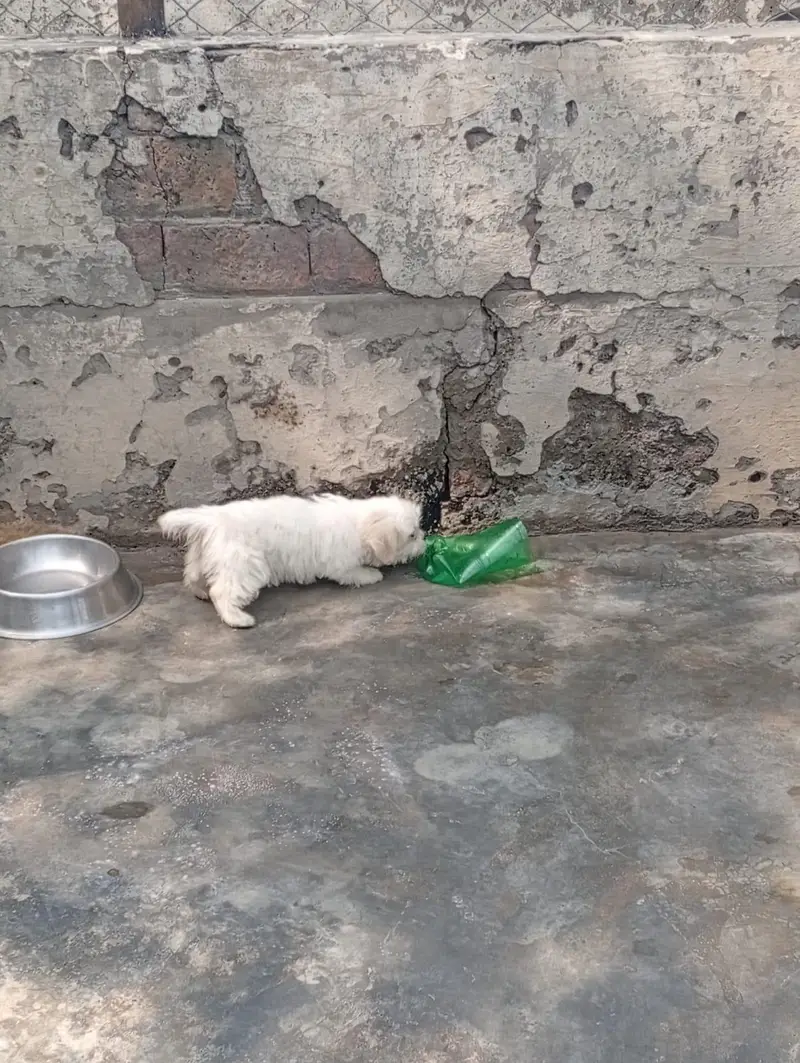 Shihtzu female  puppies available for sale — photo 4