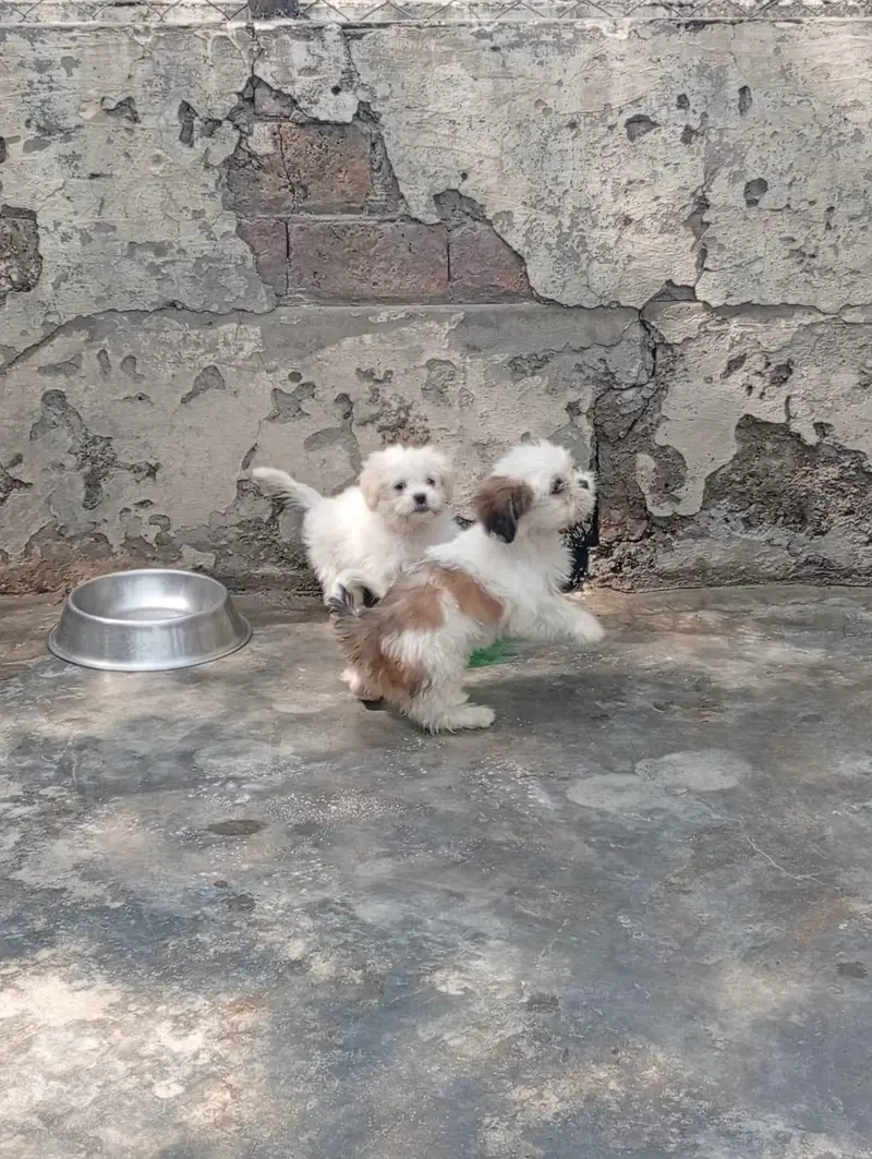 Shihtzu female  puppies available for sale — photo 5