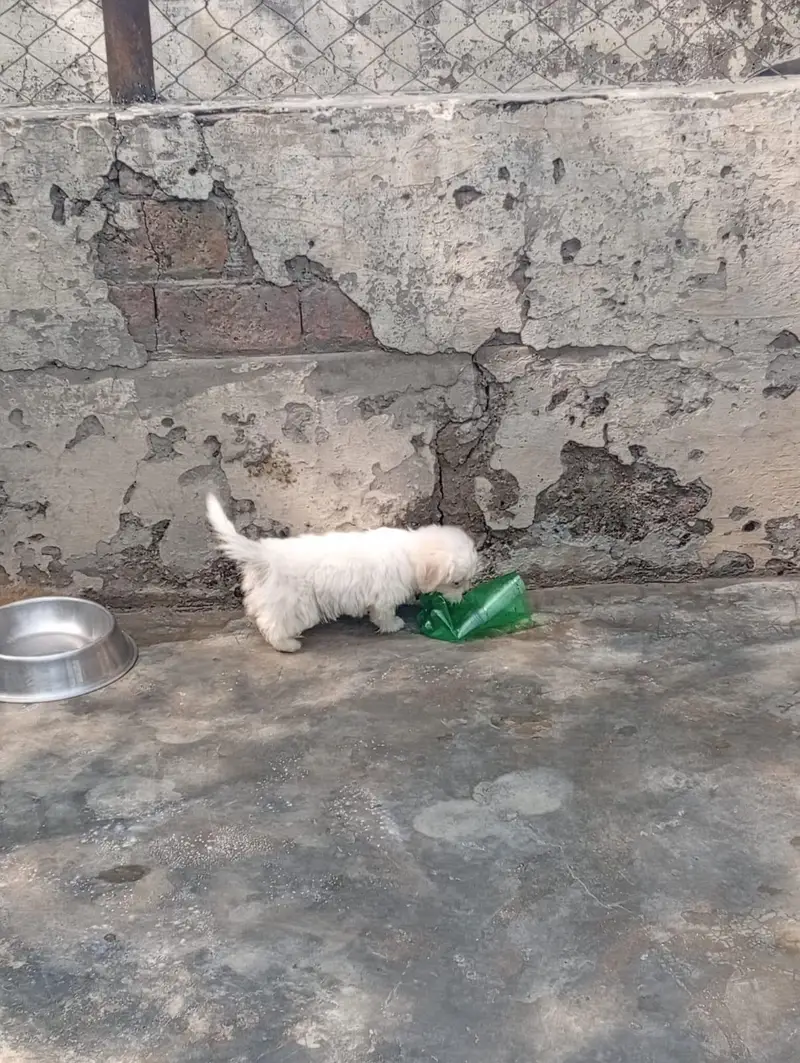 Shihtzu female  puppies available for sale — photo 6