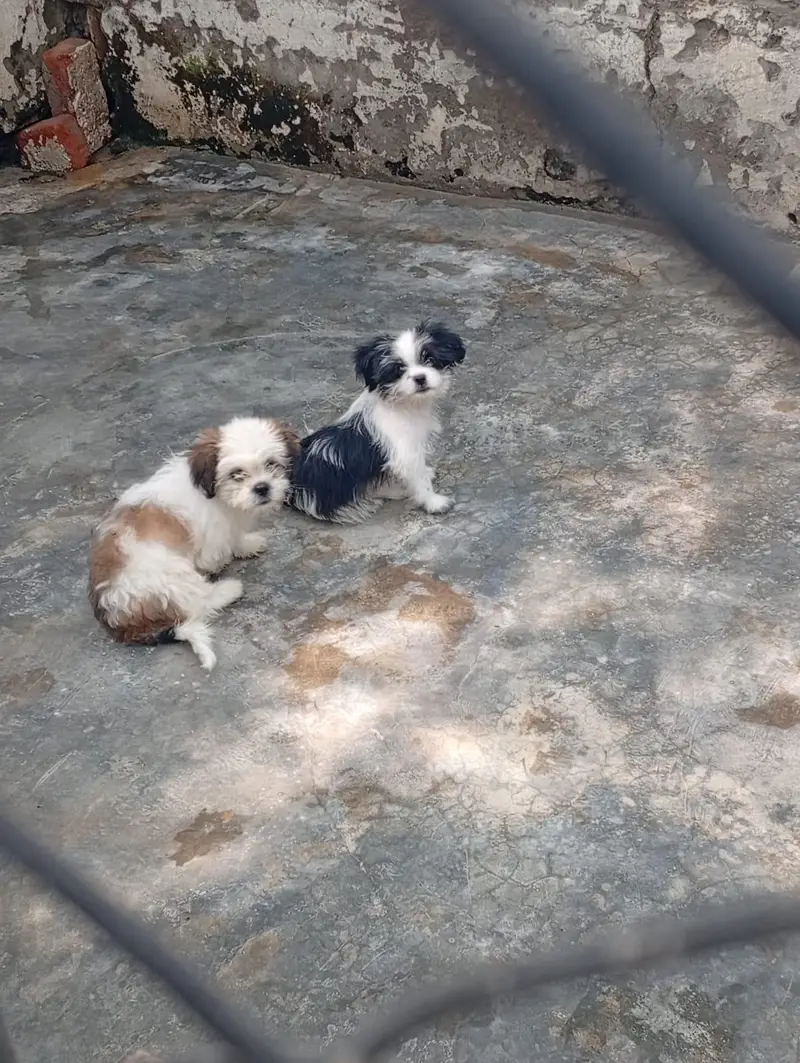 Shihtzu female  puppies available for sale — photo 7