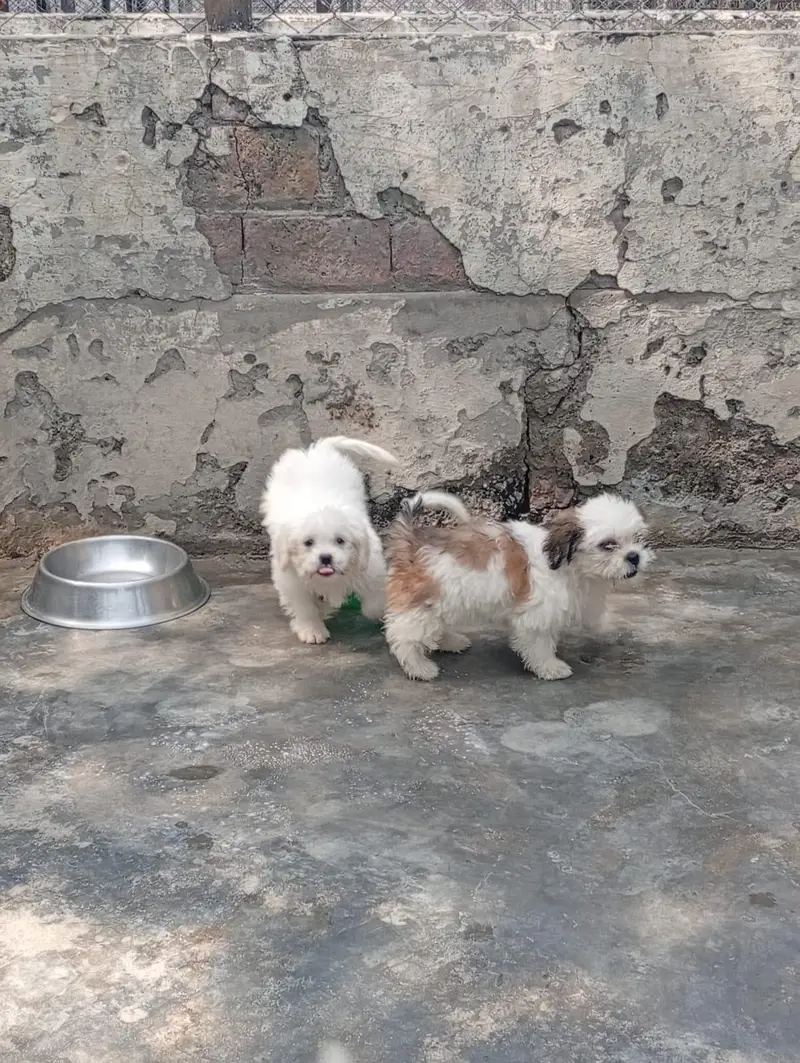 Shihtzu female  puppies available for sale — photo 8