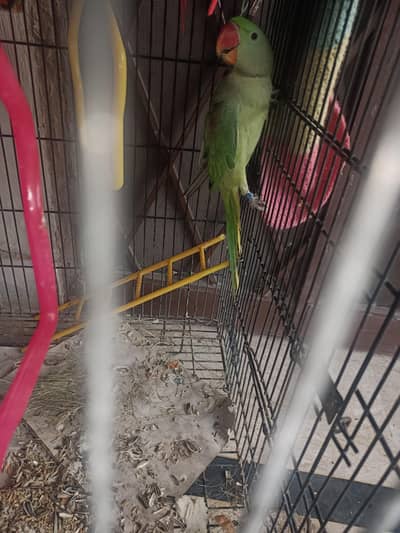 Kashmiri raw patha with Cage