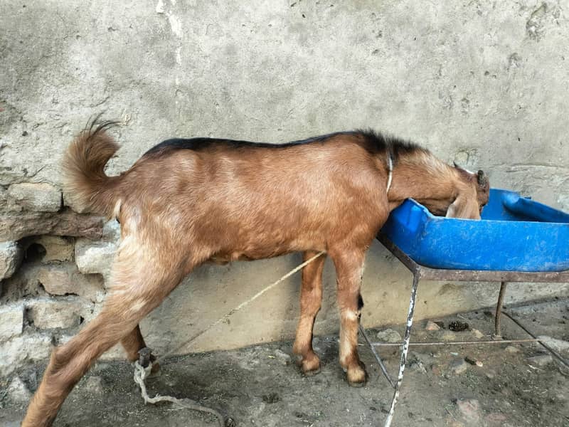 Bakra for Sadqaa 0