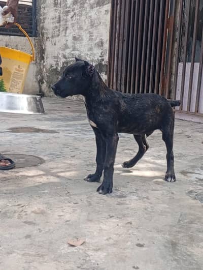 Top Quality Cane corso puppies are available for sale