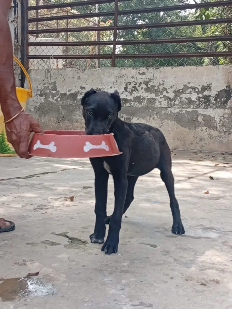Top Quality Cane corso puppies are available for sale — photo 2