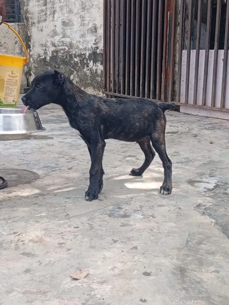 Top Quality Cane corso puppies are available for sale — photo 4