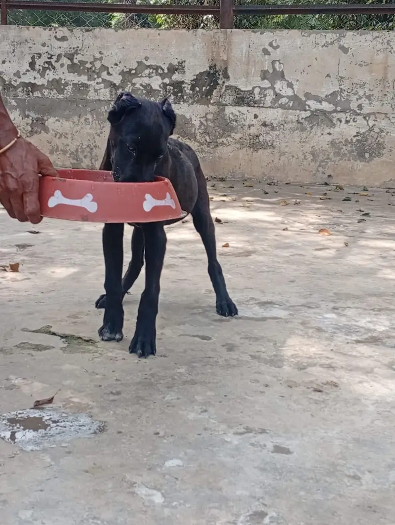 Top Quality Cane corso puppies are available for sale — photo 5