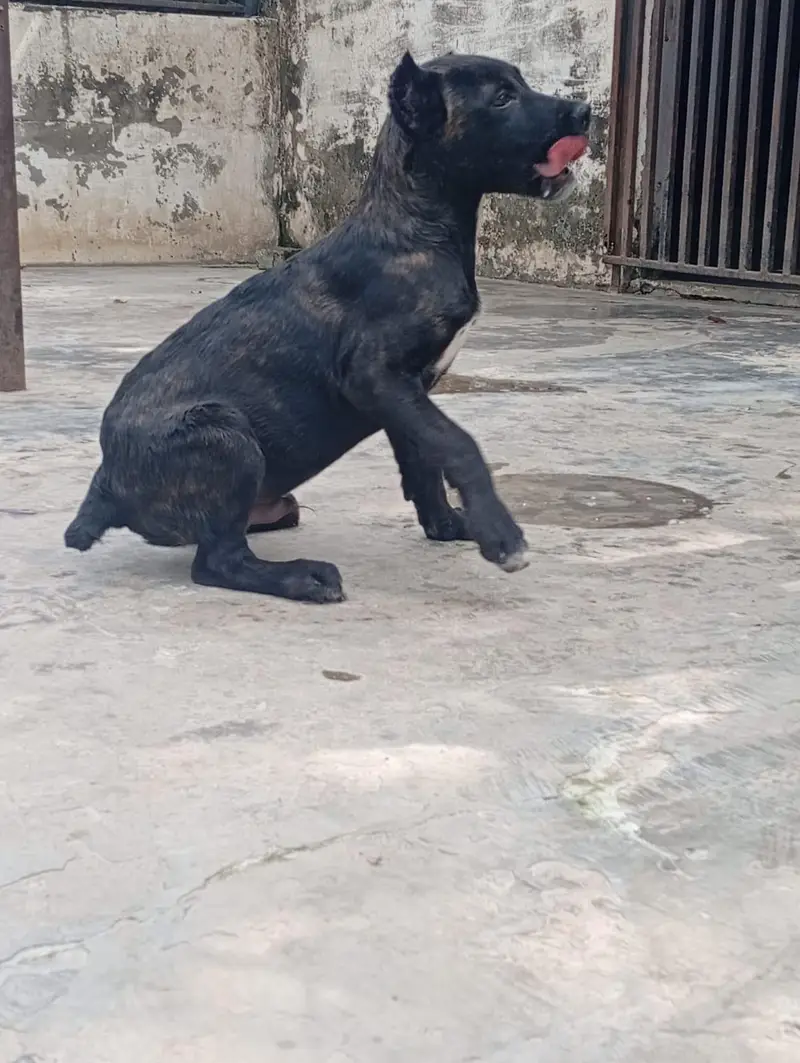 Top Quality Cane corso puppies are available for sale — photo 6
