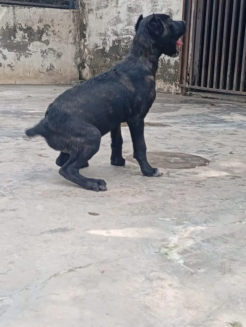 Top Quality Cane corso puppies are available for sale — photo 7