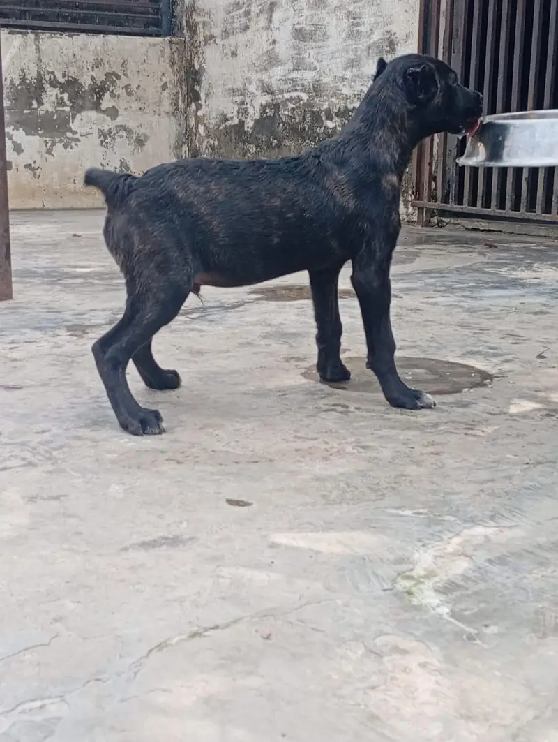Top Quality Cane corso puppies are available for sale — photo 8