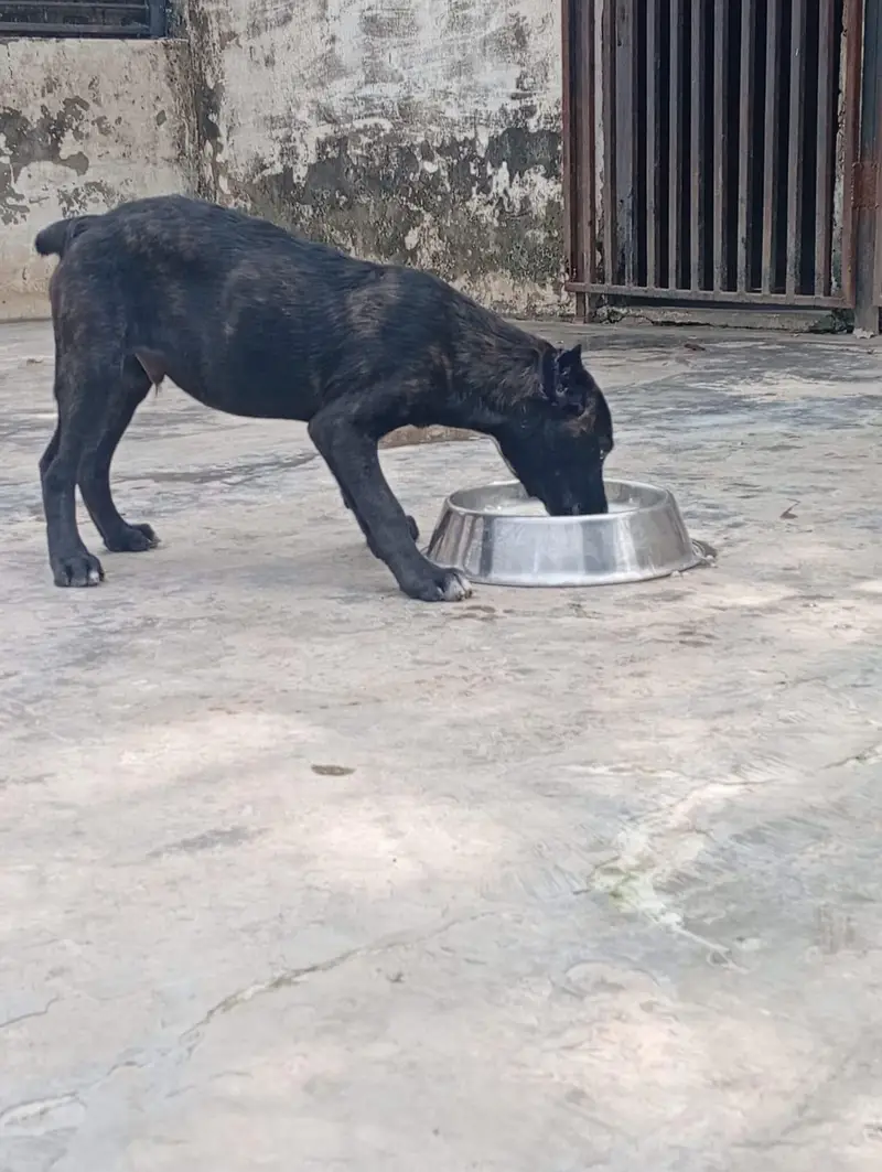 Top Quality Cane corso puppies are available for sale — photo 9