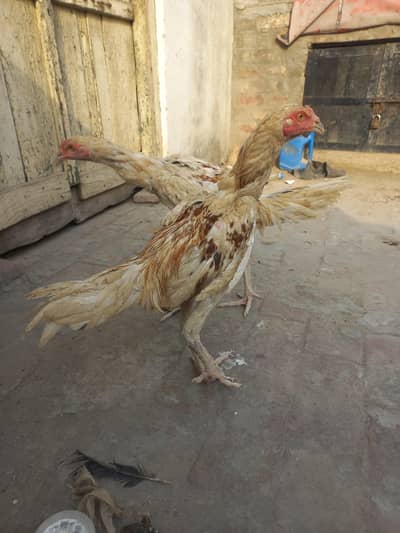 Long height aseel pathy for sale