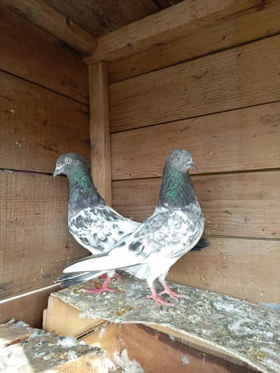 Teddy kabutor & pigeon