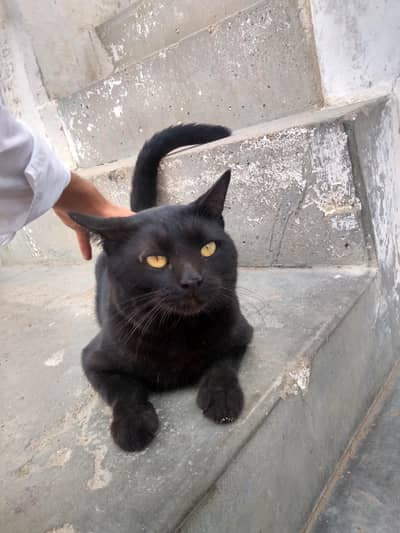 Jet Black Bombay Cat For Sale - Karachi