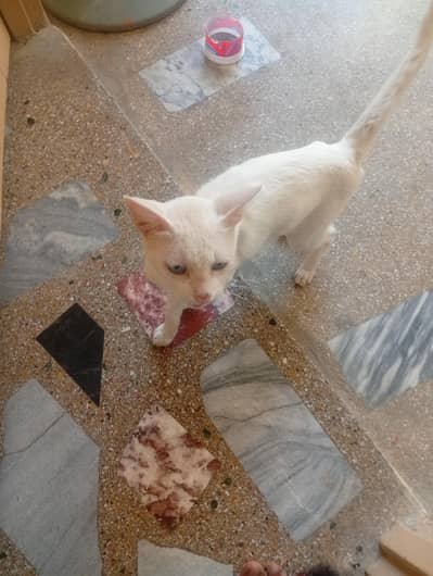cat for sele