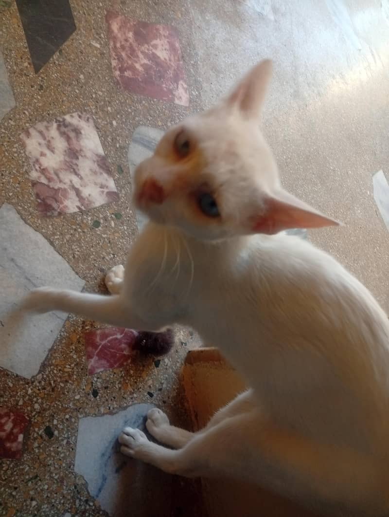cat for sele 1