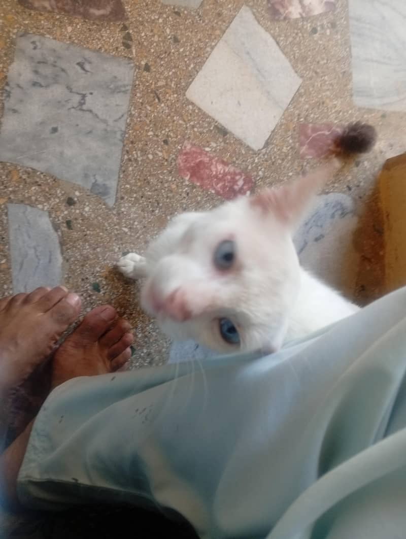 cat for sele 2