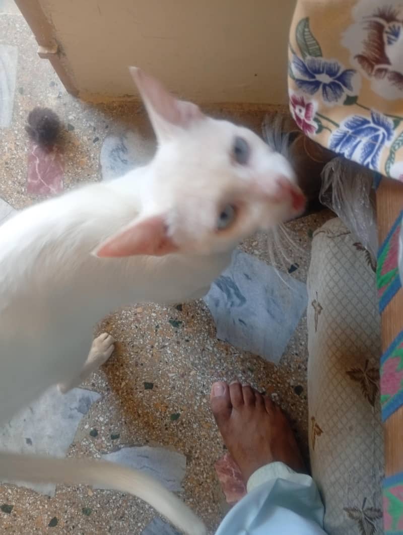 cat for sele 3