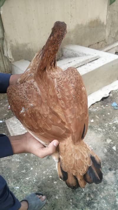 OFFER! Mianwali Aseel Madi  — Rs. 3,000 | Serious Buyers Contact