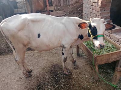 Khera bachra pure frision 4 sale