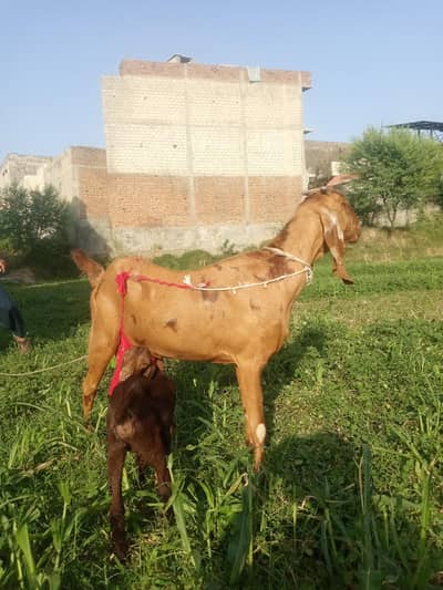 beetal cross goat and baby goat for sale 85000 negotiable