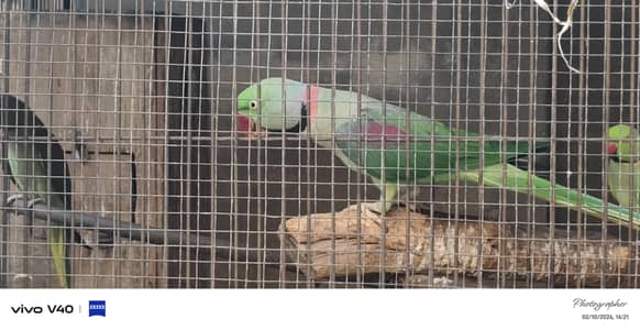 male are available for sale  healthy and active  nail tail and fly