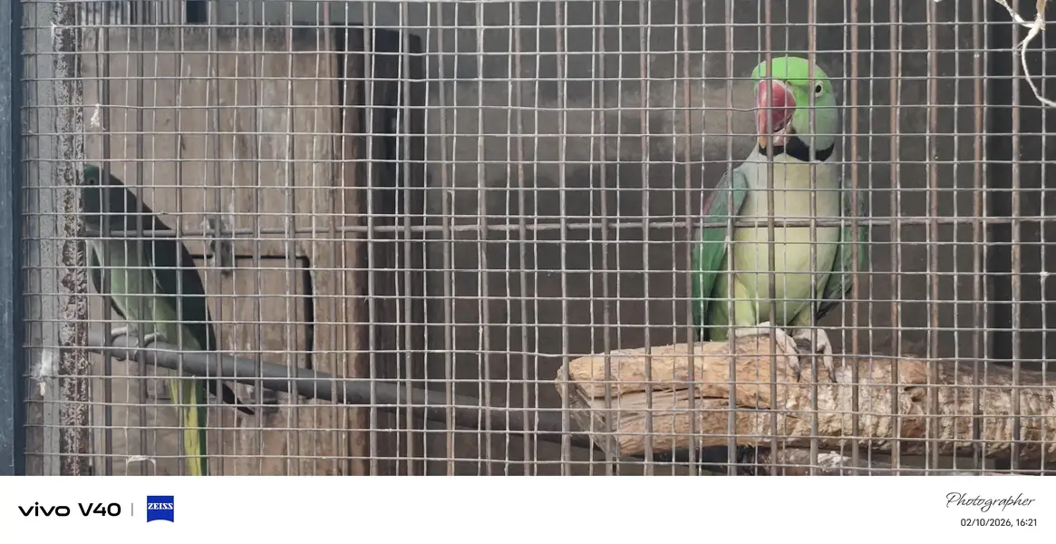 male are available for sale  healthy and active  nail tail and fly — photo 2