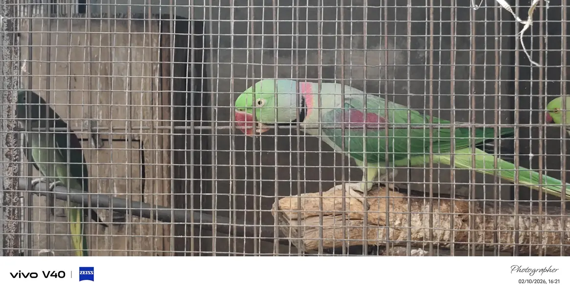 male are available for sale  healthy and active  nail tail and fly — photo 3