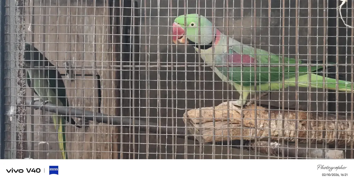 male are available for sale  healthy and active  nail tail and fly — photo 4