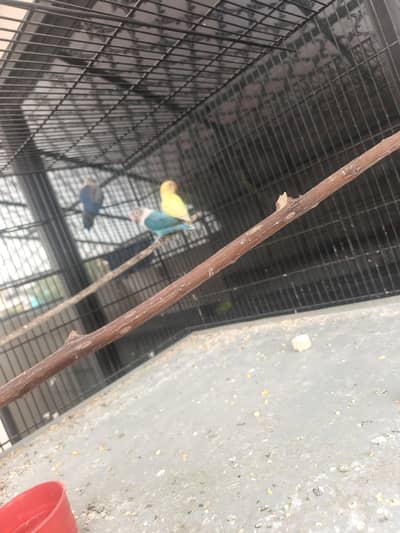 Love bird for sale