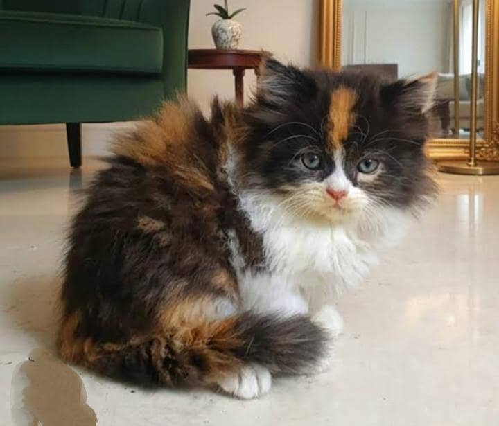 cutest kittens 0