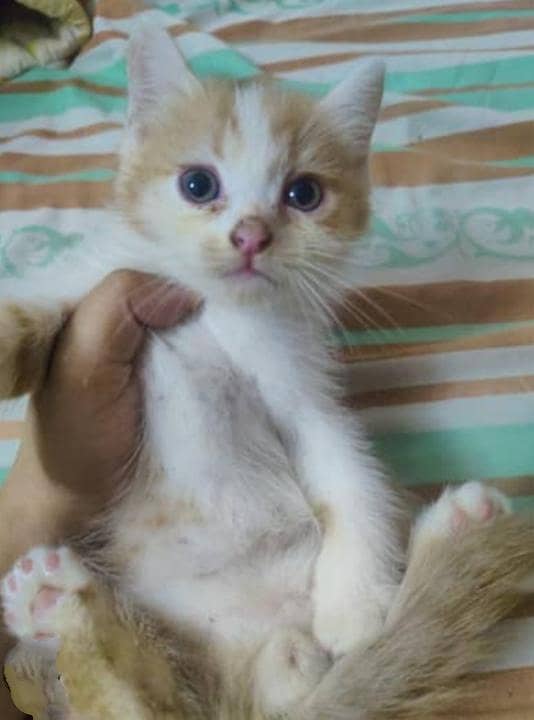 cutest kittens 1