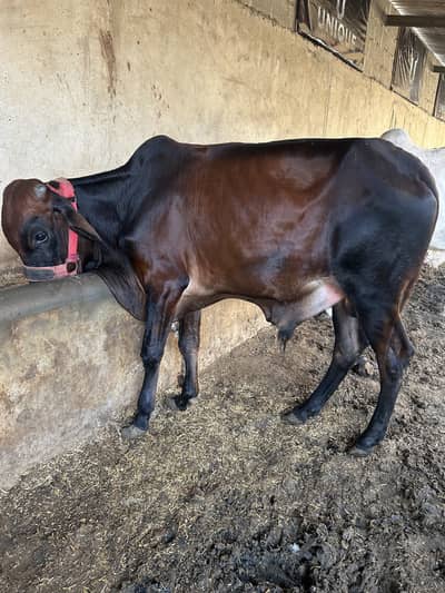 2 daant bachra ideal for qurbani and aqiqah