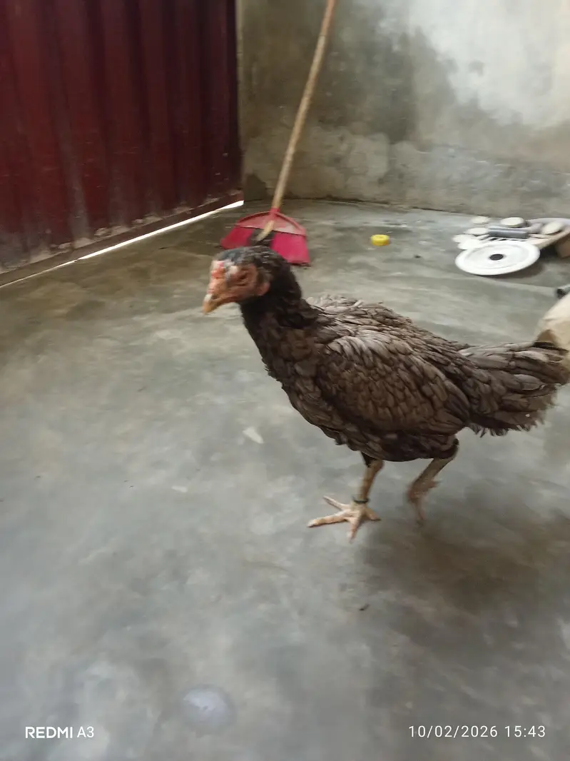 Thai female — photo 2
