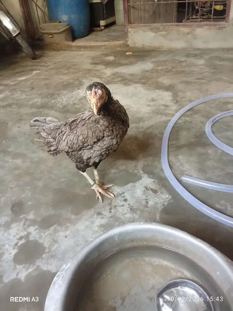 Thai female — photo 3